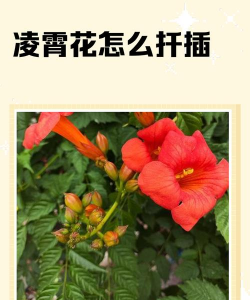 小众送妈妈的花有哪些花