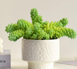 小众送妈妈的花有哪些花