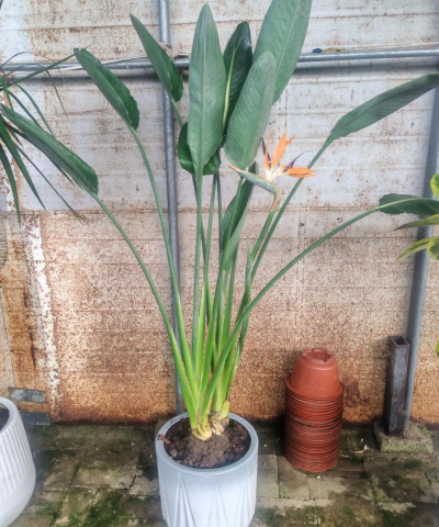 小众送妈妈的花有哪些花