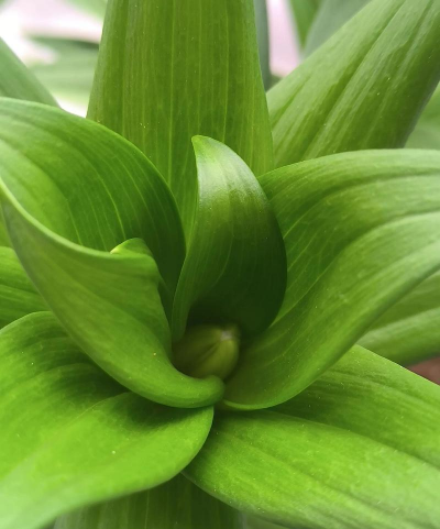 小众送妈妈的花有哪些花