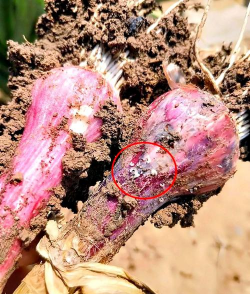 小众送妈妈的花有哪些花