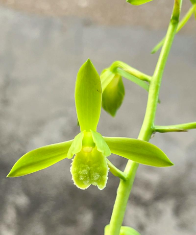 小众送妈妈的花有哪些花