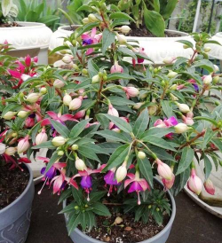 小众送妈妈的花有哪些花