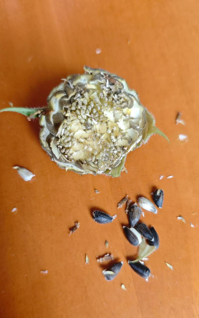 小众送妈妈的花有哪些花