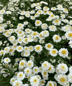 小众送妈妈的花有哪些花