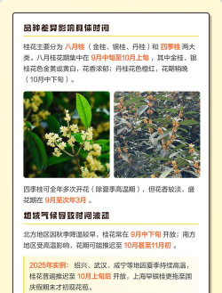 桂花什么时候会开花