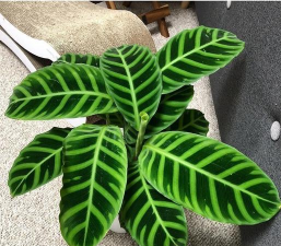 如何辨别天鹅绒竹芋