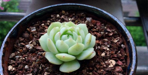 静夜和甘草船长的区别