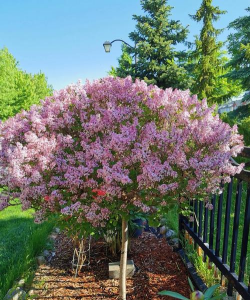 小众送妈妈的花有哪些花