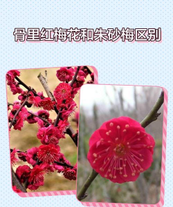 朱砂梅与骨红梅的区别