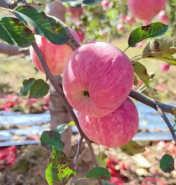 红富士有哪些特征