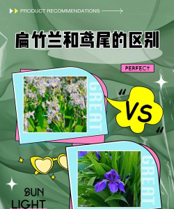 小众送妈妈的花有哪些花