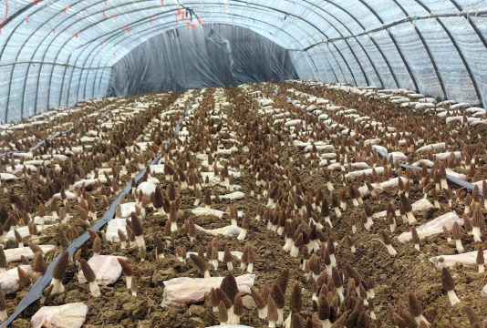 小众送妈妈的花有哪些花