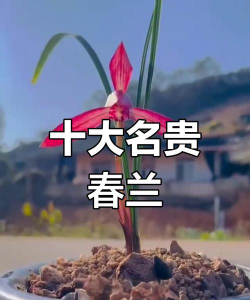 春兰什么品种最好