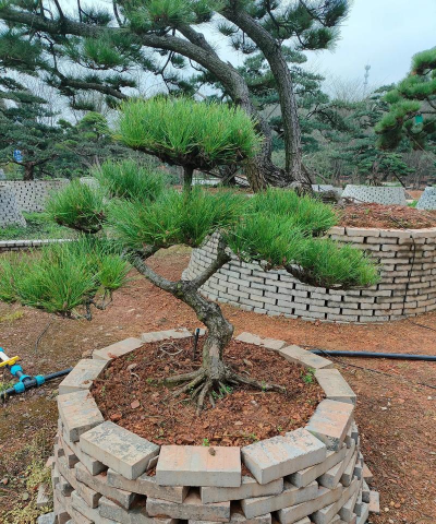 黑松适合栽在庭院吗，栽在庭院中怎么养