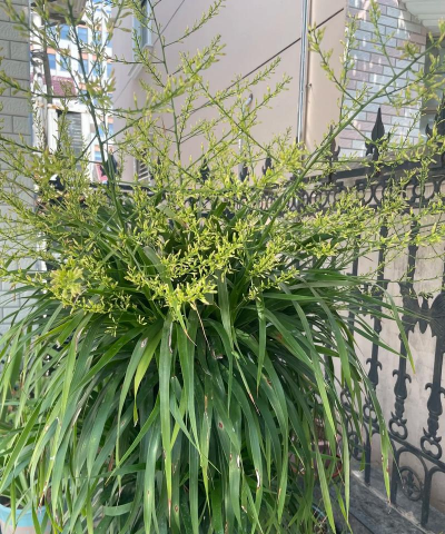 小众送妈妈的花有哪些花