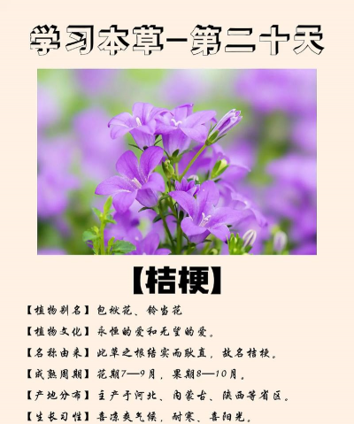 桔梗的花语