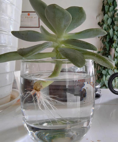 小众送妈妈的花有哪些花