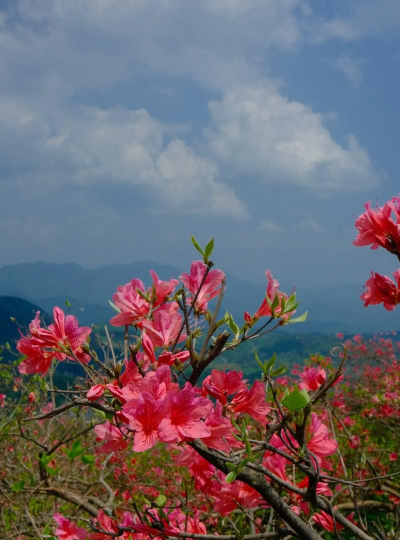 小众送妈妈的花有哪些花