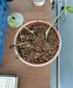 小众送妈妈的花有哪些花