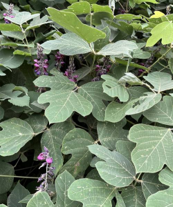 野生葛叶子什么样子