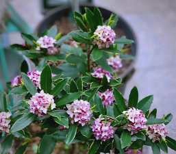 小众送妈妈的花有哪些花