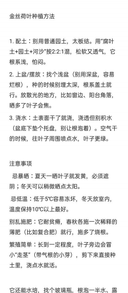 小众送妈妈的花有哪些花