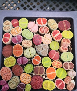 小众送妈妈的花有哪些花