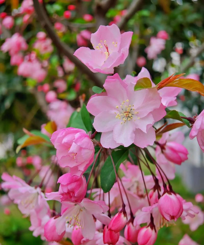 小众送妈妈的花有哪些花