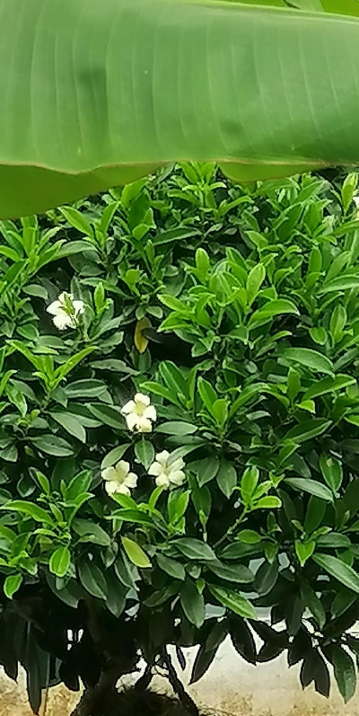 小众送妈妈的花有哪些花