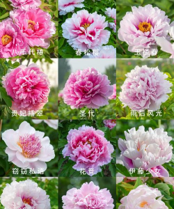 小众送妈妈的花有哪些花