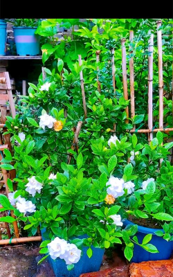 小众送妈妈的花有哪些花