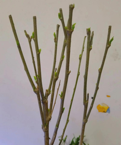 小众送妈妈的花有哪些花