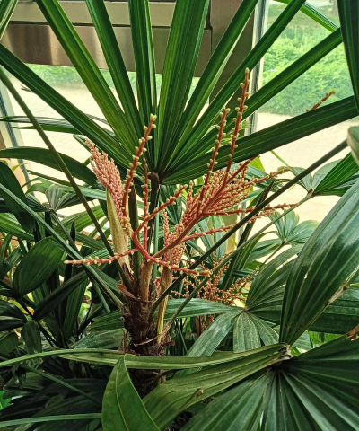 小众送妈妈的花有哪些花