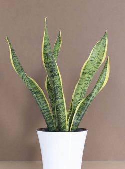 小众送妈妈的花有哪些花