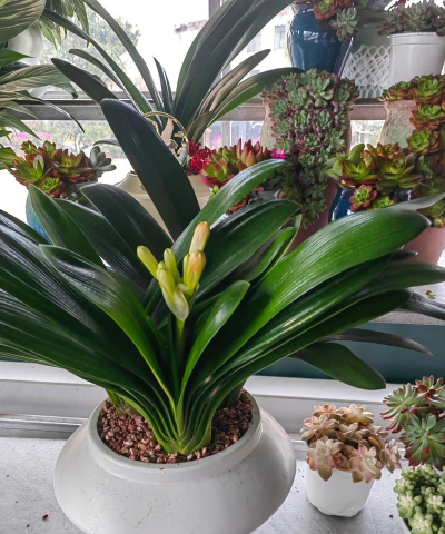 小众送妈妈的花有哪些花