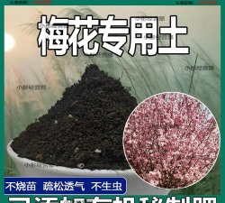 小众送妈妈的花有哪些花