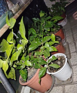 小众送妈妈的花有哪些花