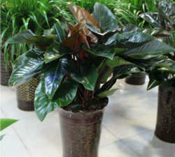 大叶红宝石怎么养