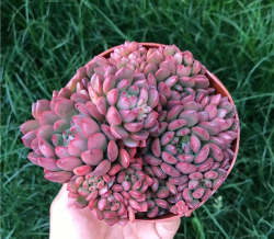 小众送妈妈的花有哪些花