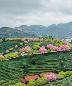 小众送妈妈的花有哪些花