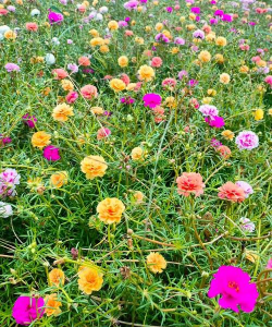 小众送妈妈的花有哪些花