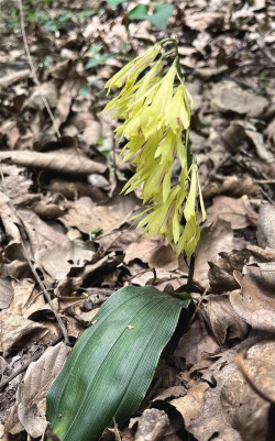 小众送妈妈的花有哪些花