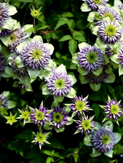 小众送妈妈的花有哪些花