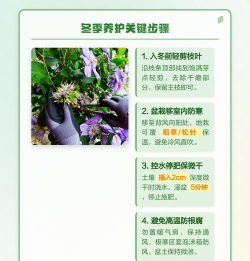 小众送妈妈的花有哪些花