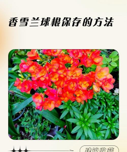 小众送妈妈的花有哪些花