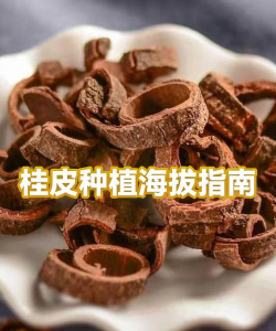 小众送妈妈的花有哪些花