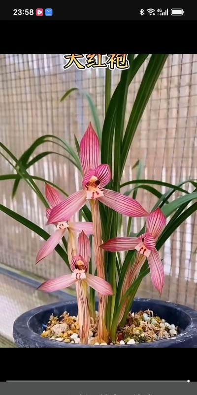 小众送妈妈的花有哪些花