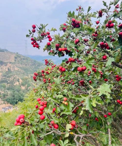 小众送妈妈的花有哪些花
