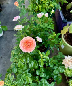 小众送妈妈的花有哪些花